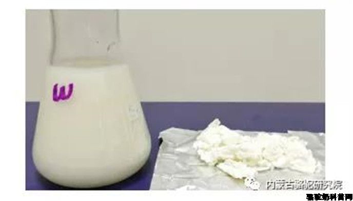 利用重组骆驼凝乳酶制作骆驼乳软质干酪